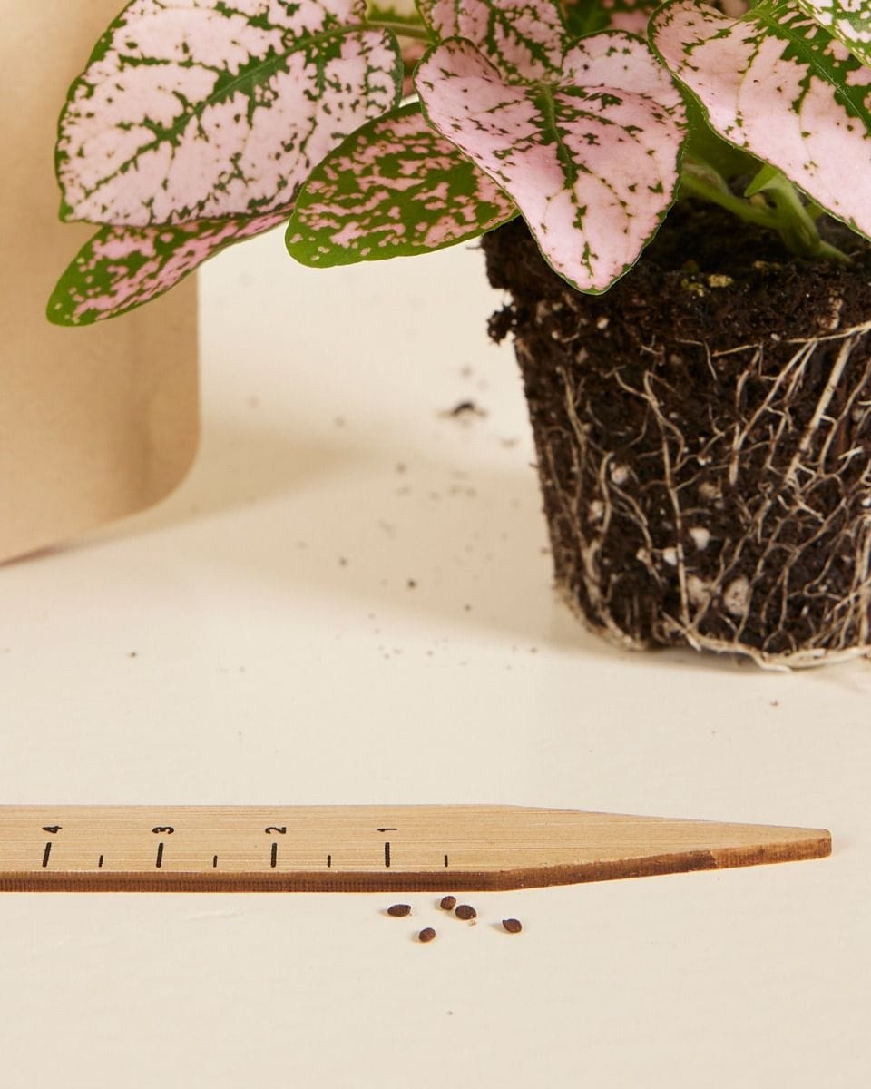 Baby Hypoestes Phyllostachya Pink seeds