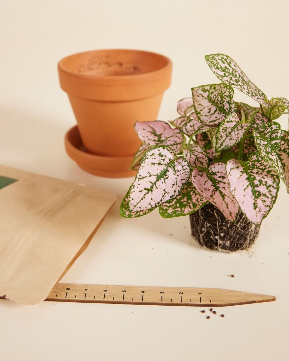 Baby Hypoestes Phyllostachya Pink seeds