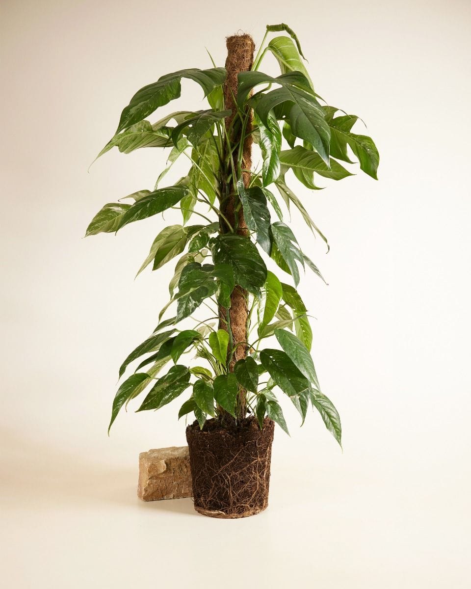 Epipremnum Pothos Pinnatum Variegata