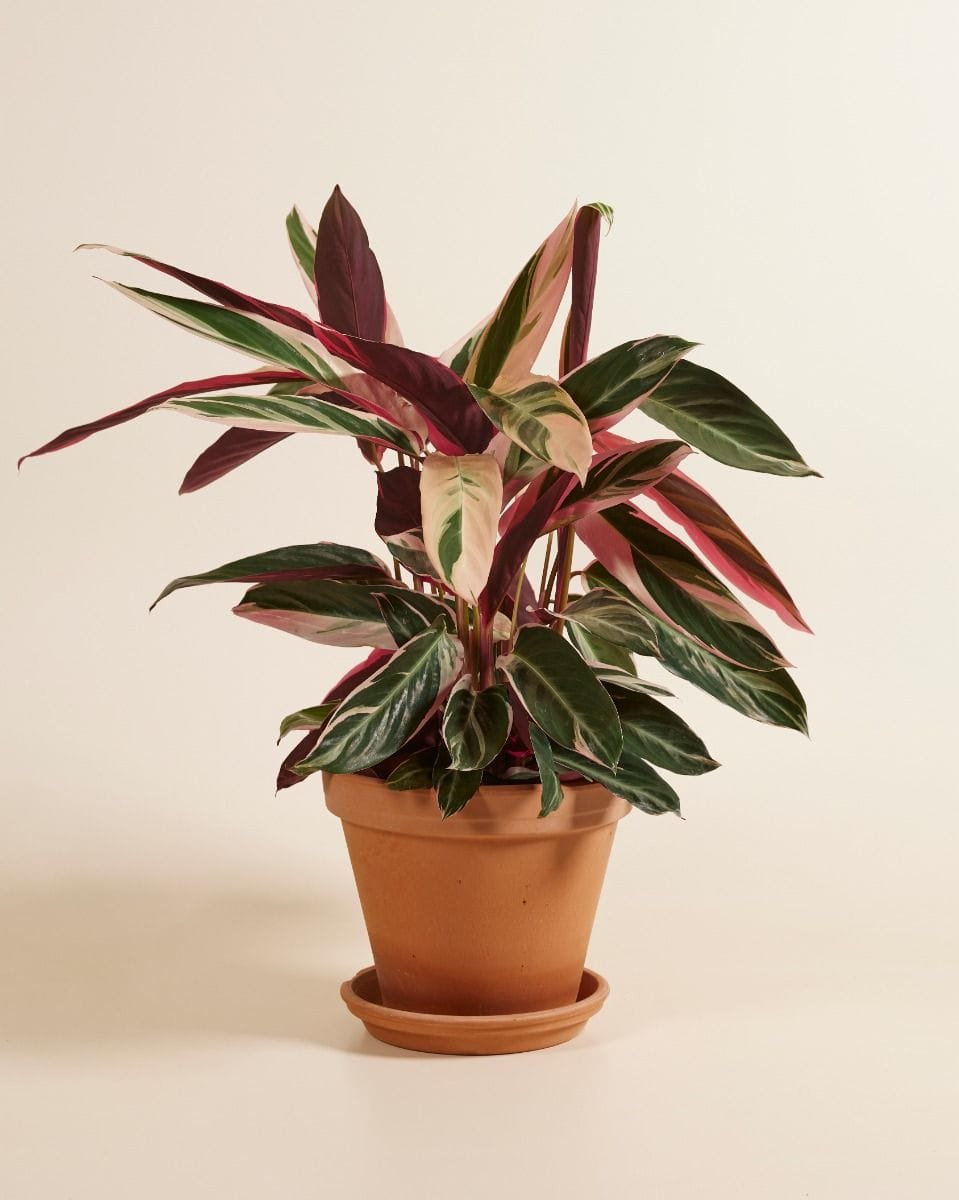 Calathea Prayer plant Triostar