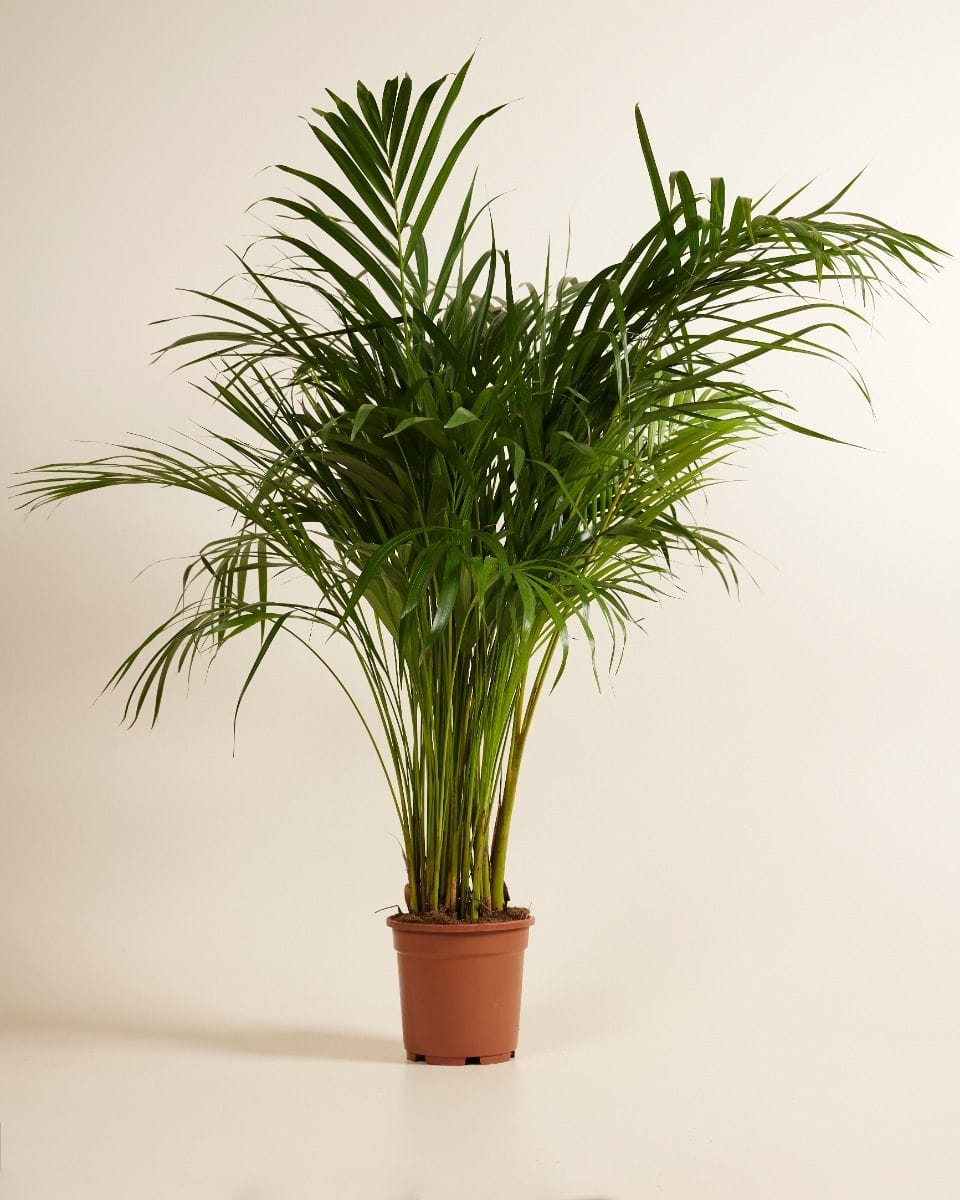 Dypsis Butterfly Palm Lutescens