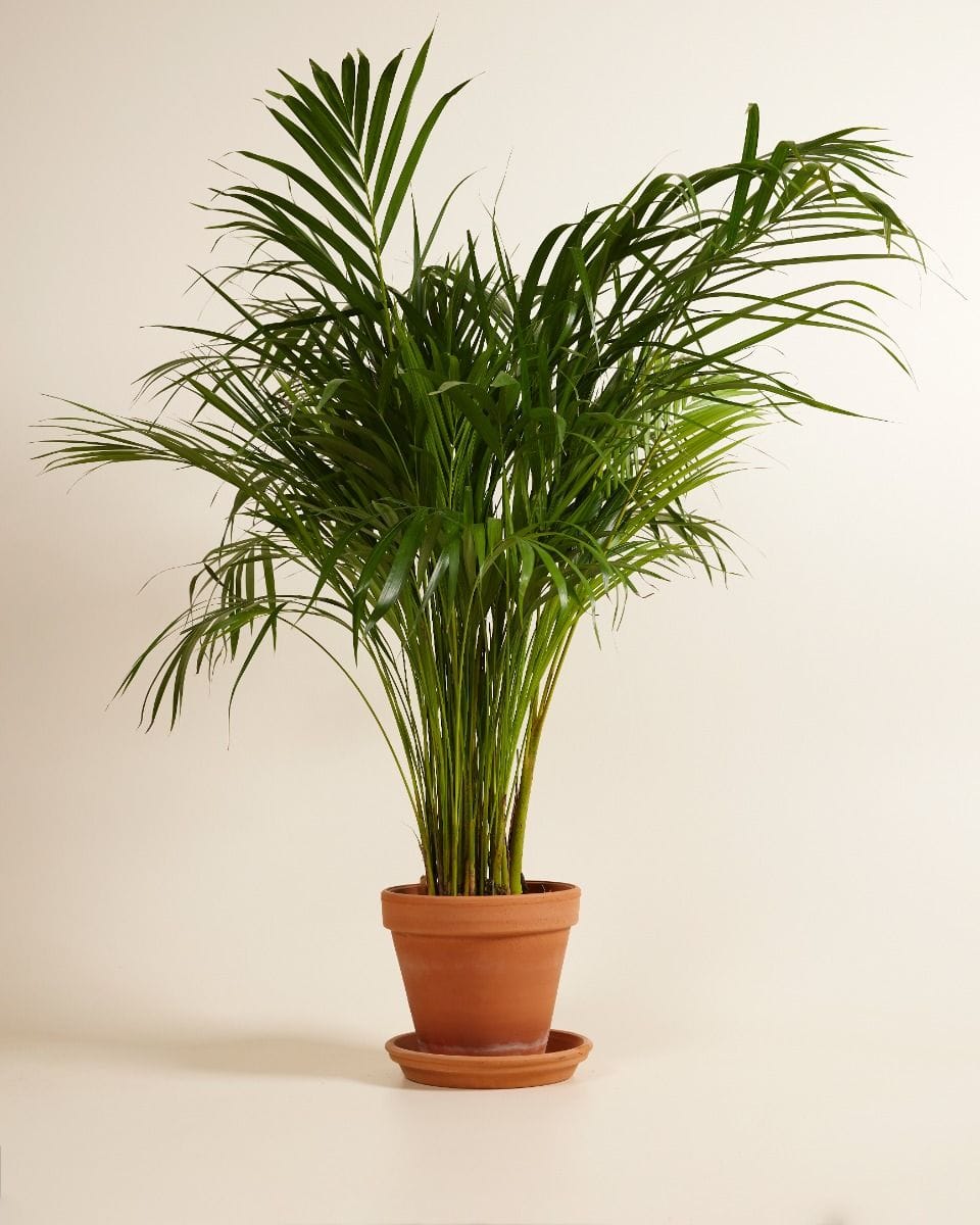 Dypsis Butterfly Palm Lutescens