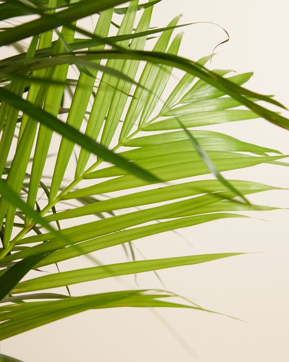 Dypsis Butterfly Palm Lutescens