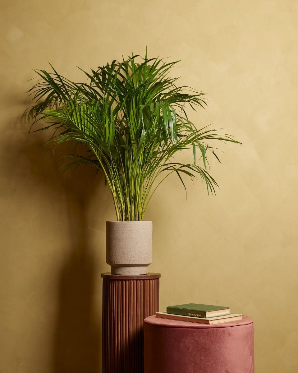 Dypsis Butterfly Palm Lutescens