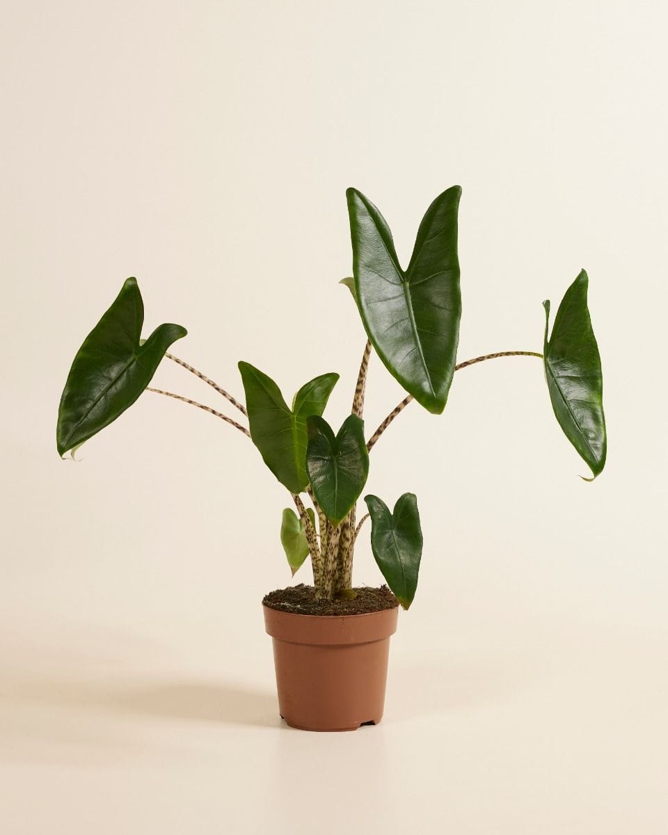 Alocasia Elephant Ears Zebrina