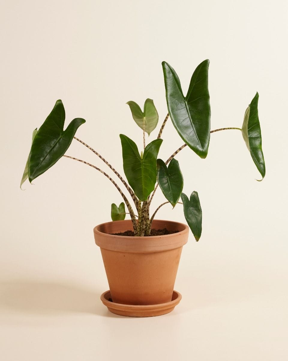 Alocasia Elephant Ears Zebrina