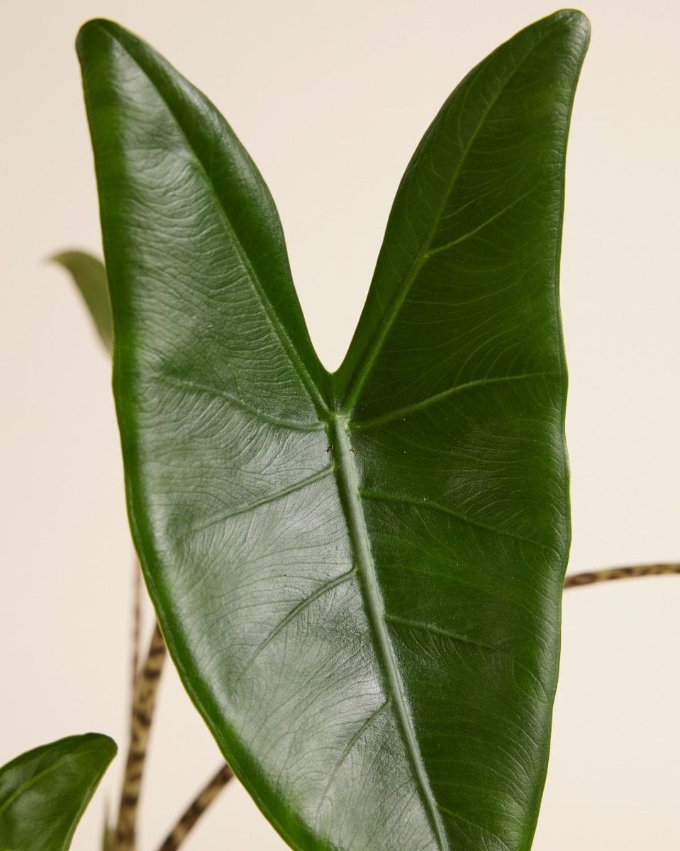Alocasia Elephant Ears Zebrina