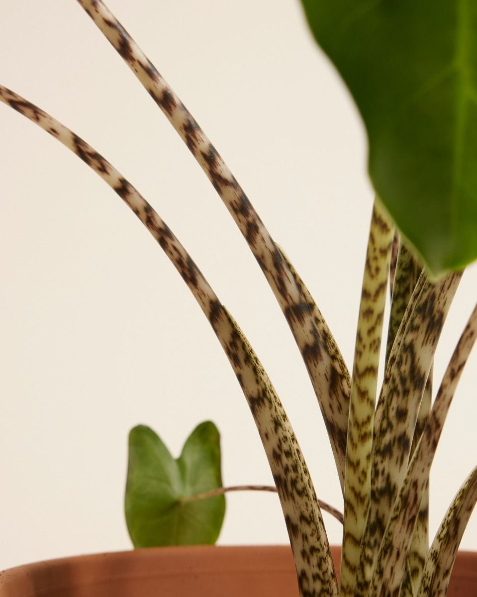Alocasia Elephant Ears Zebrina