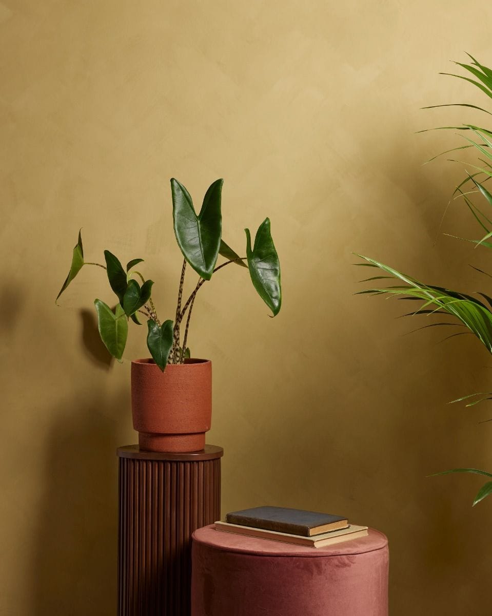 Alocasia Elephant Ears Zebrina