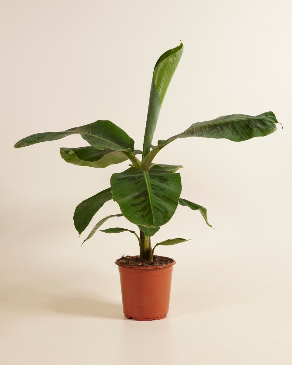 Musa Dwarf Cavendish Banana Tree (Plant)