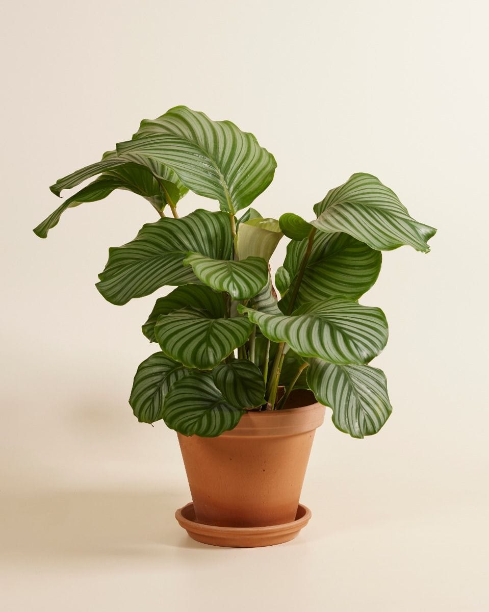 Calathea Prayer plant Orbifolia