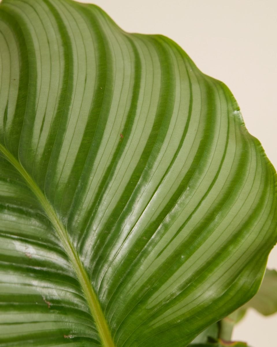 Calathea Prayer plant Orbifolia