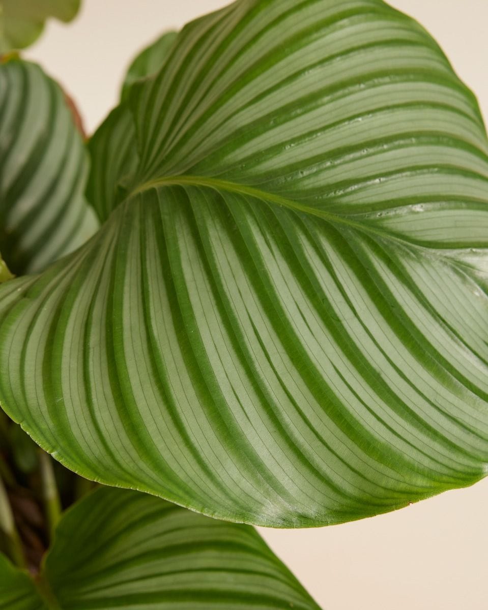 Calathea Prayer plant Orbifolia