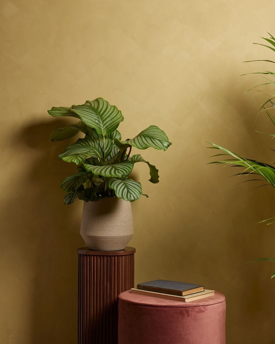 Calathea Prayer plant Orbifolia