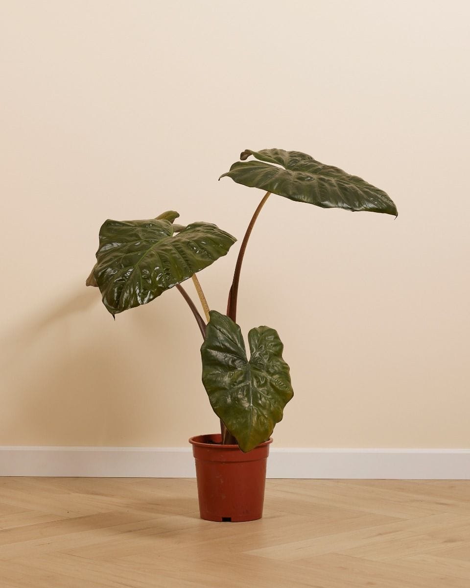 Alocasia Elephant Ears Yucatan Princess