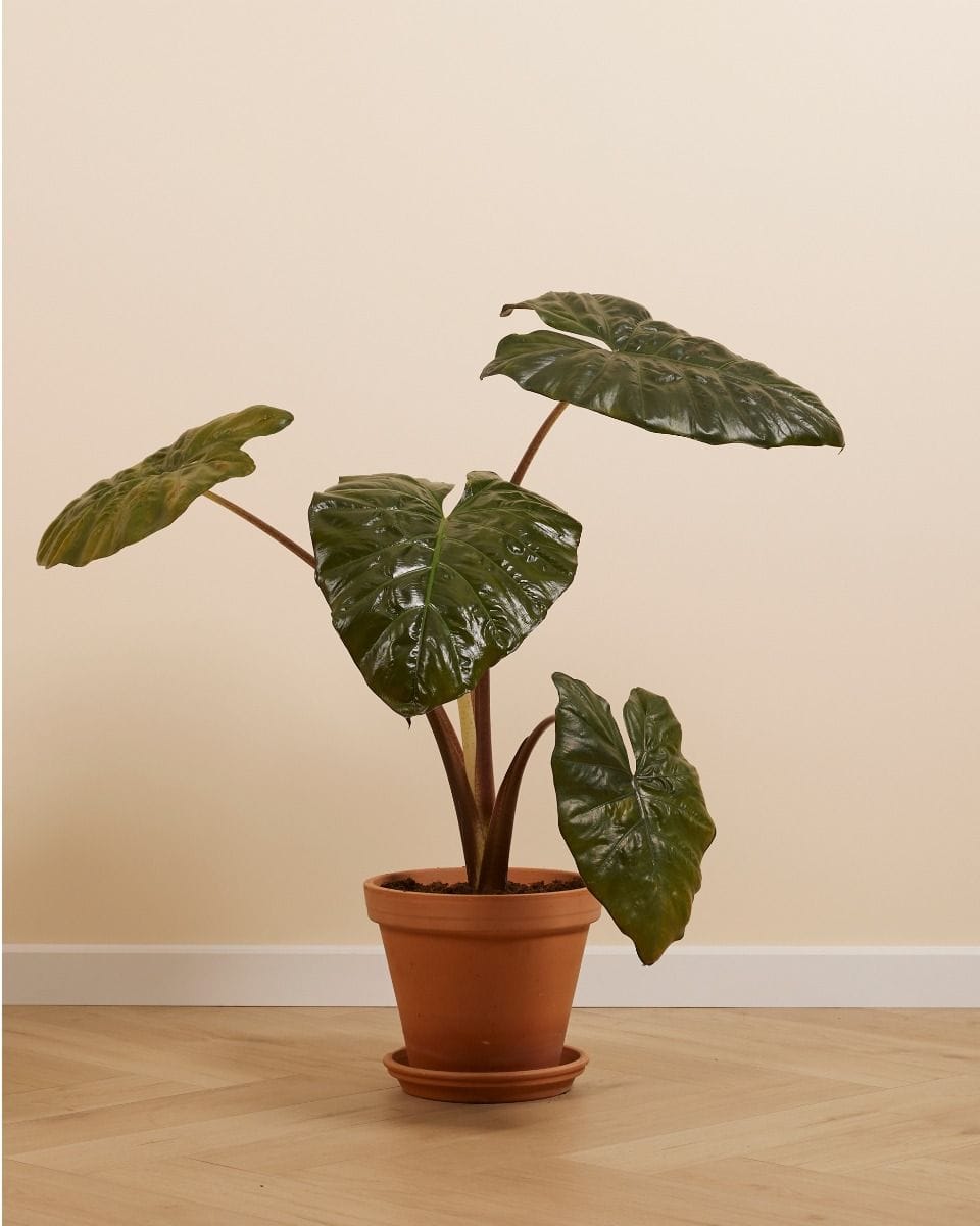 Alocasia Elephant Ears Yucatan Princess