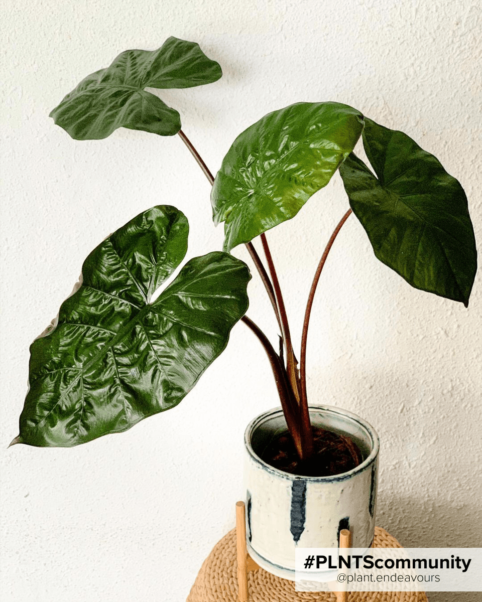 Alocasia Elephant Ears Yucatan Princess