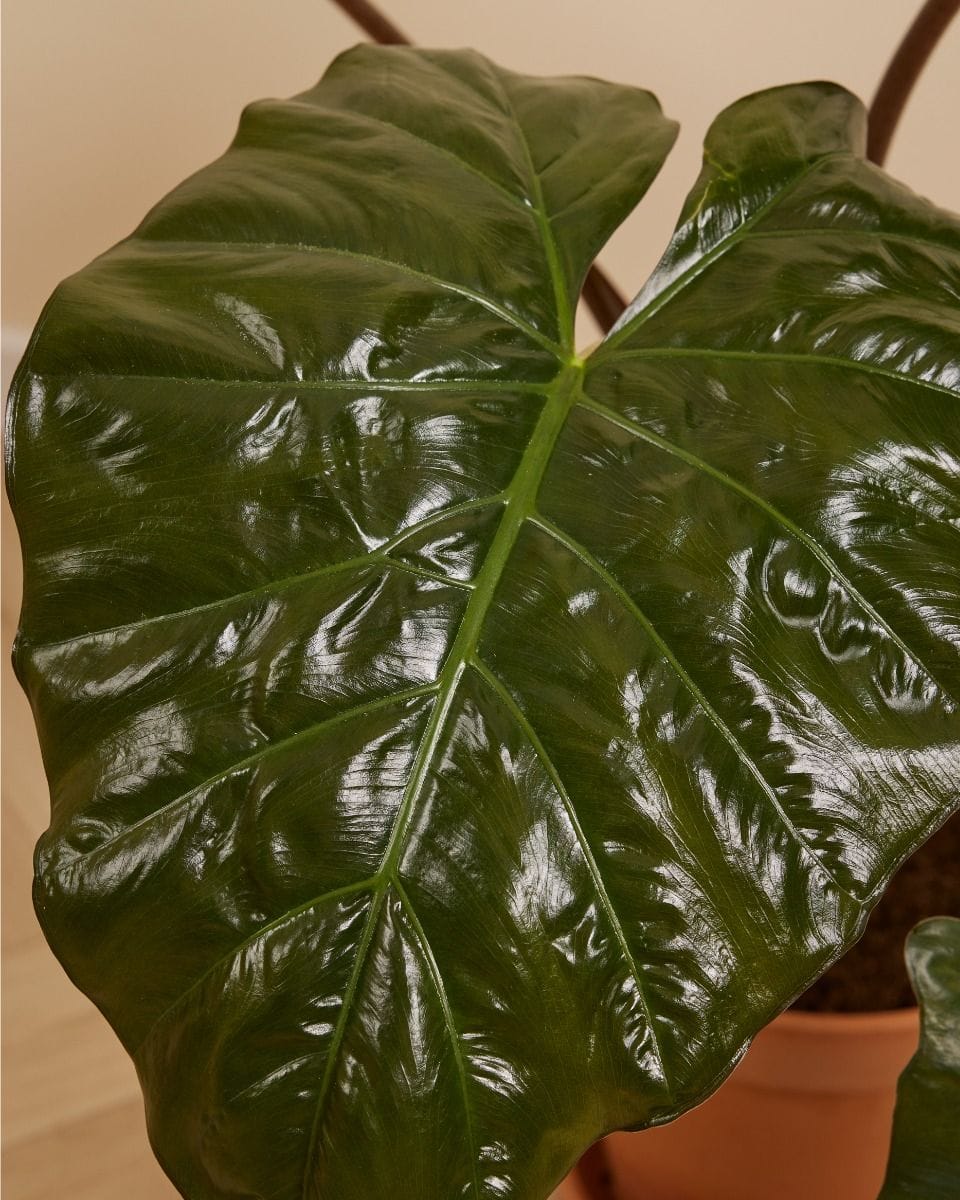 Alocasia Elephant Ears Yucatan Princess