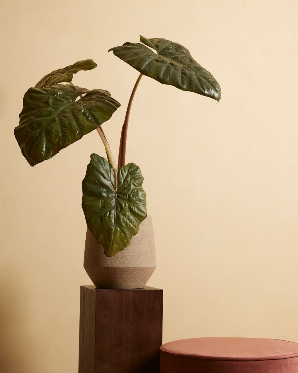 Alocasia Elephant Ears Yucatan Princess
