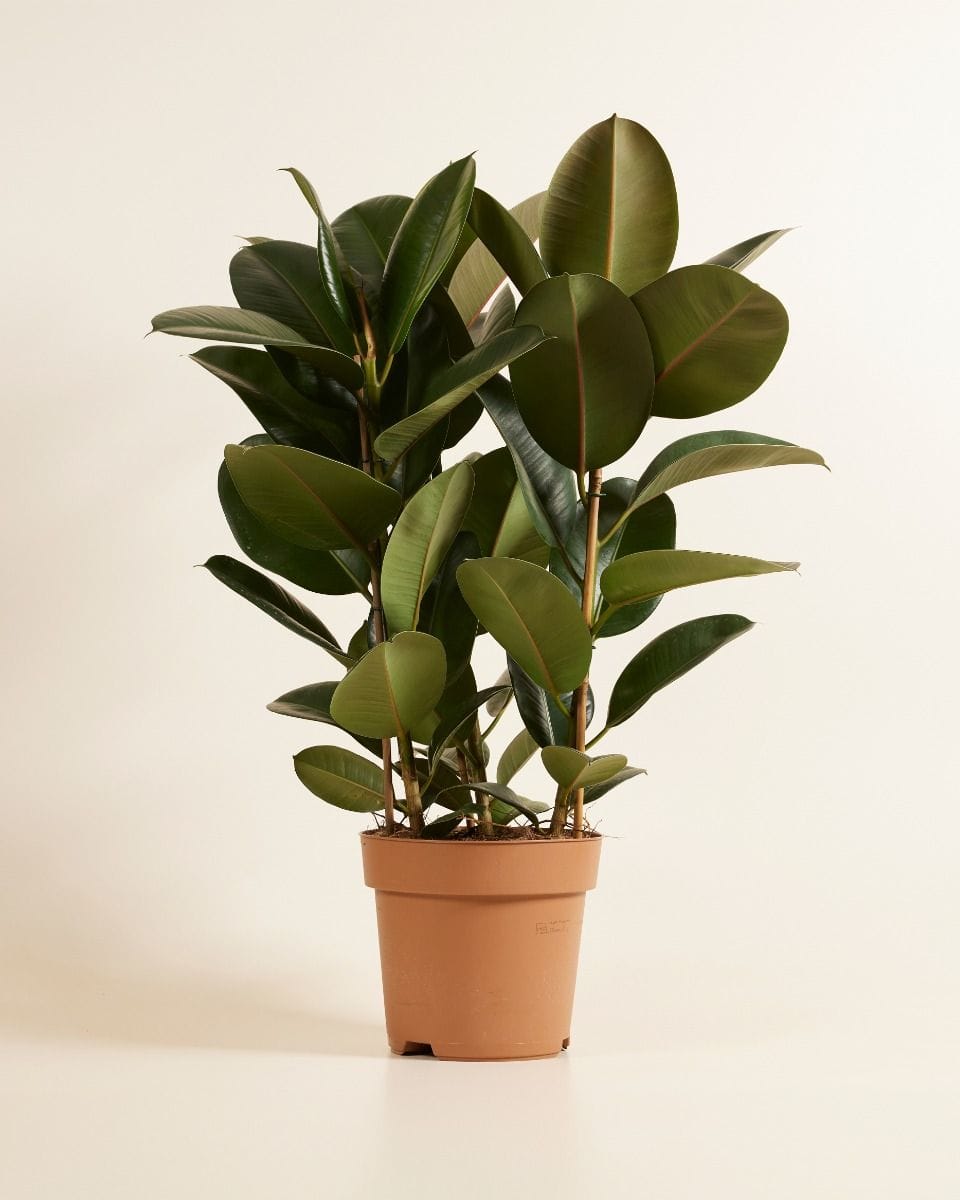 Ficus Rubber tree plant Robusta