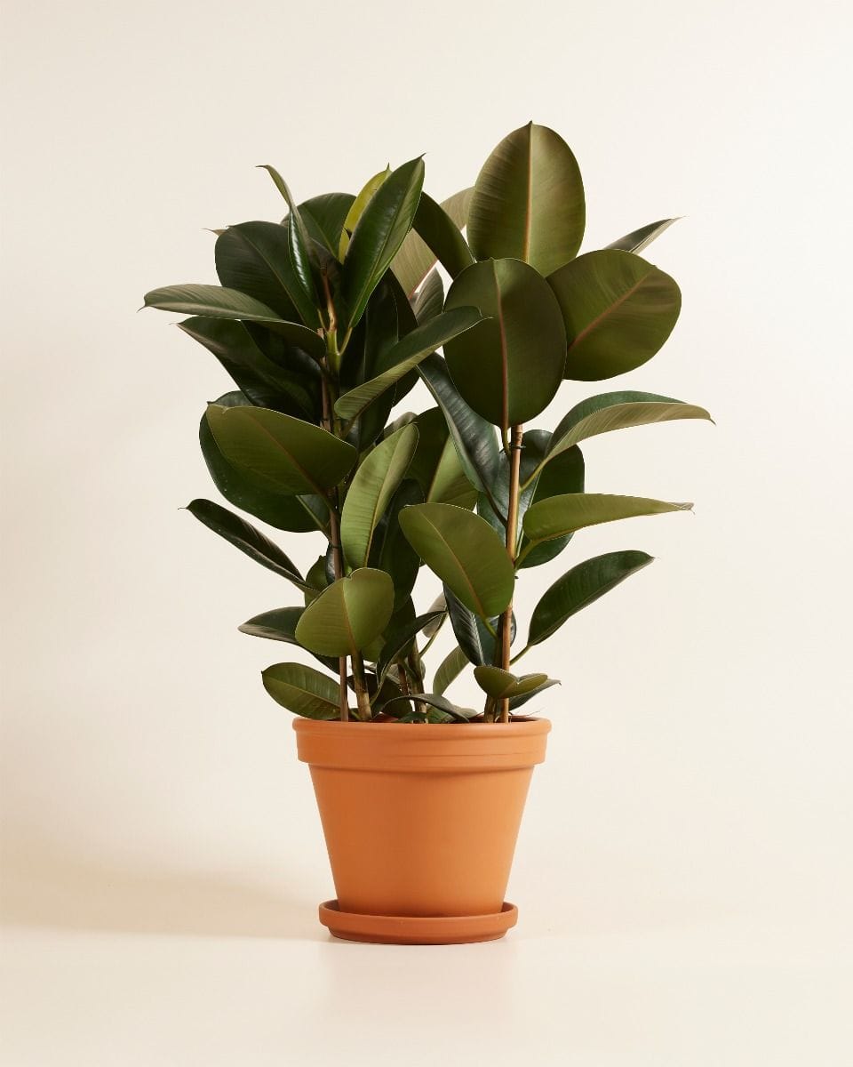Ficus Rubber tree plant Robusta