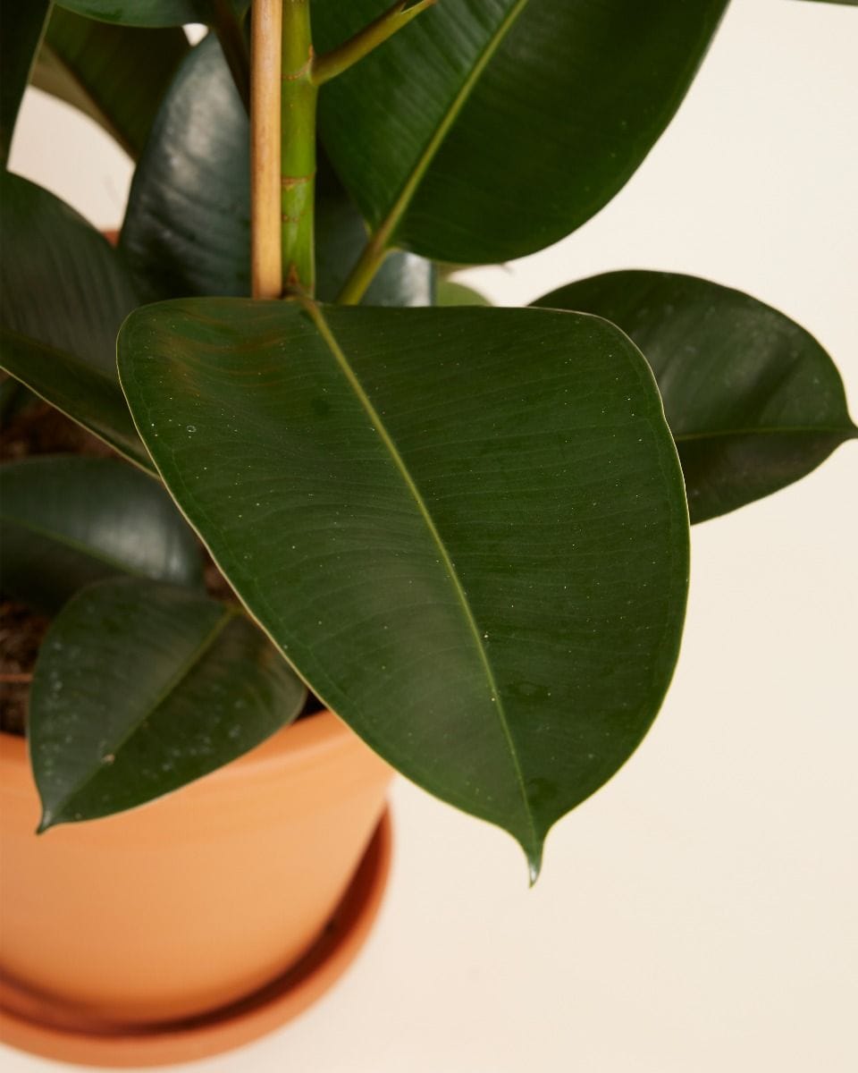Ficus Rubber tree plant Robusta