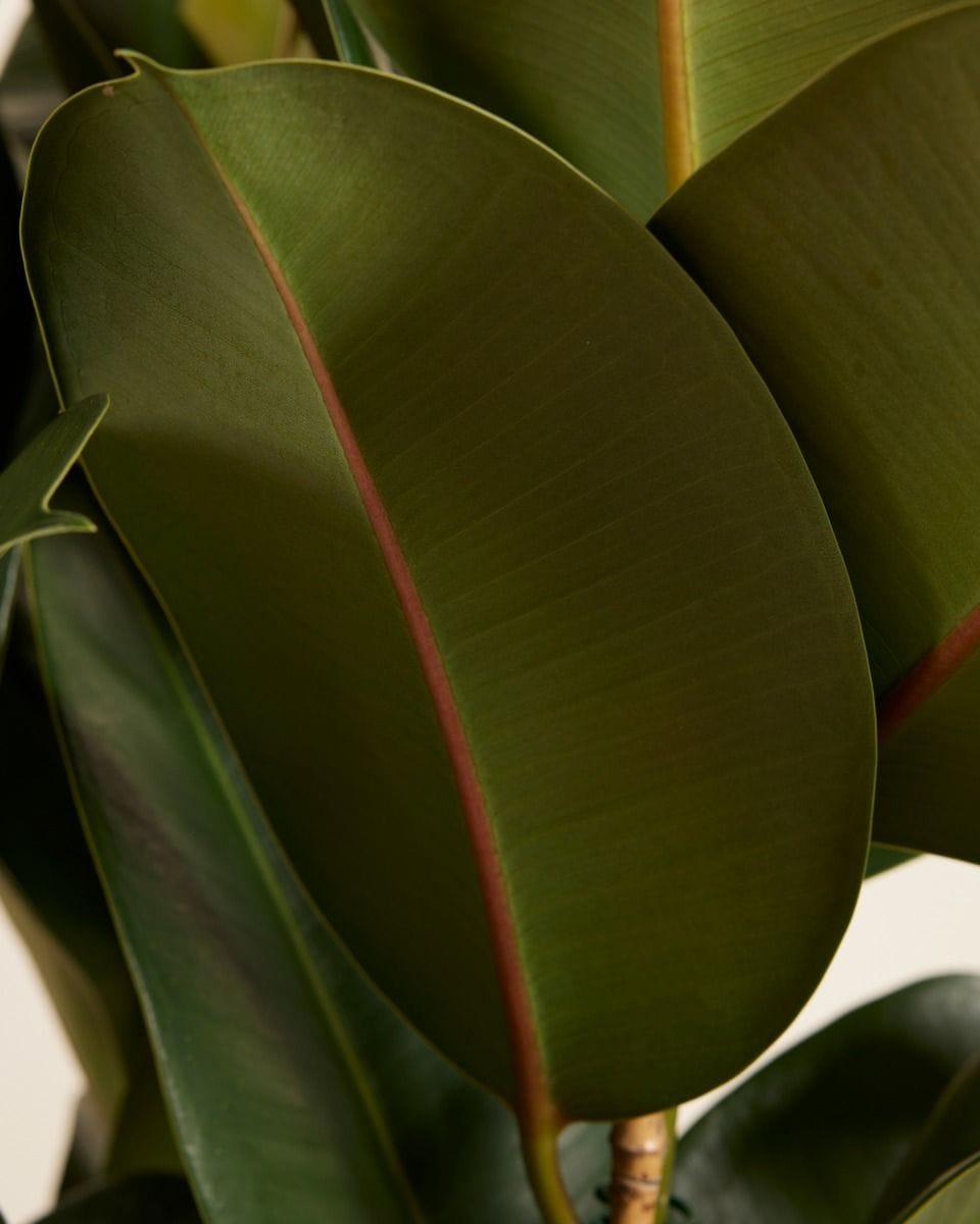 Ficus Rubber tree plant Robusta
