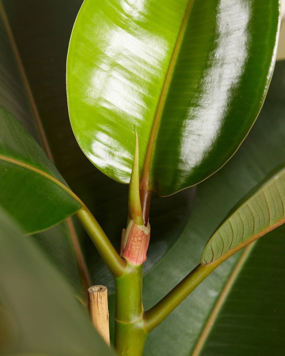 Ficus Rubber tree plant Robusta
