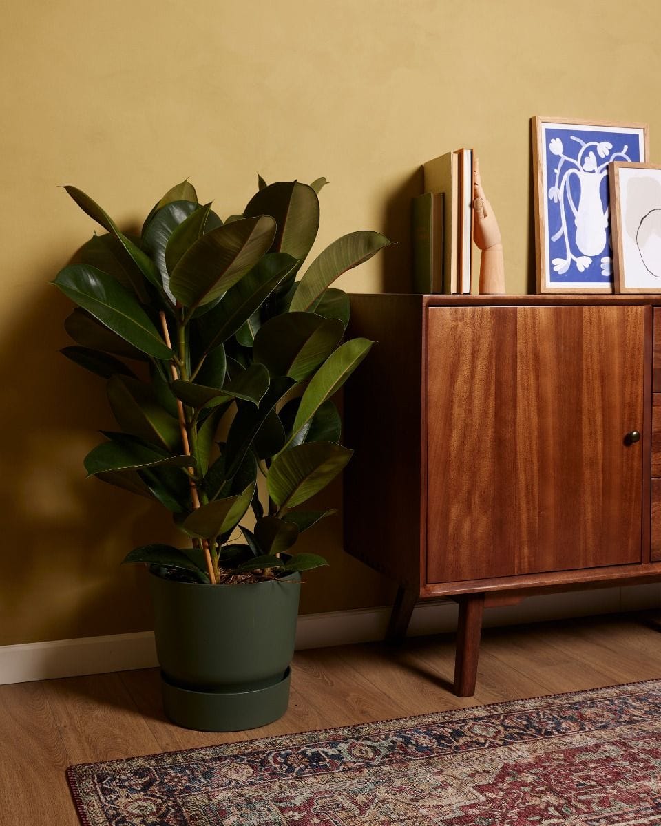 Ficus Rubber tree plant Robusta