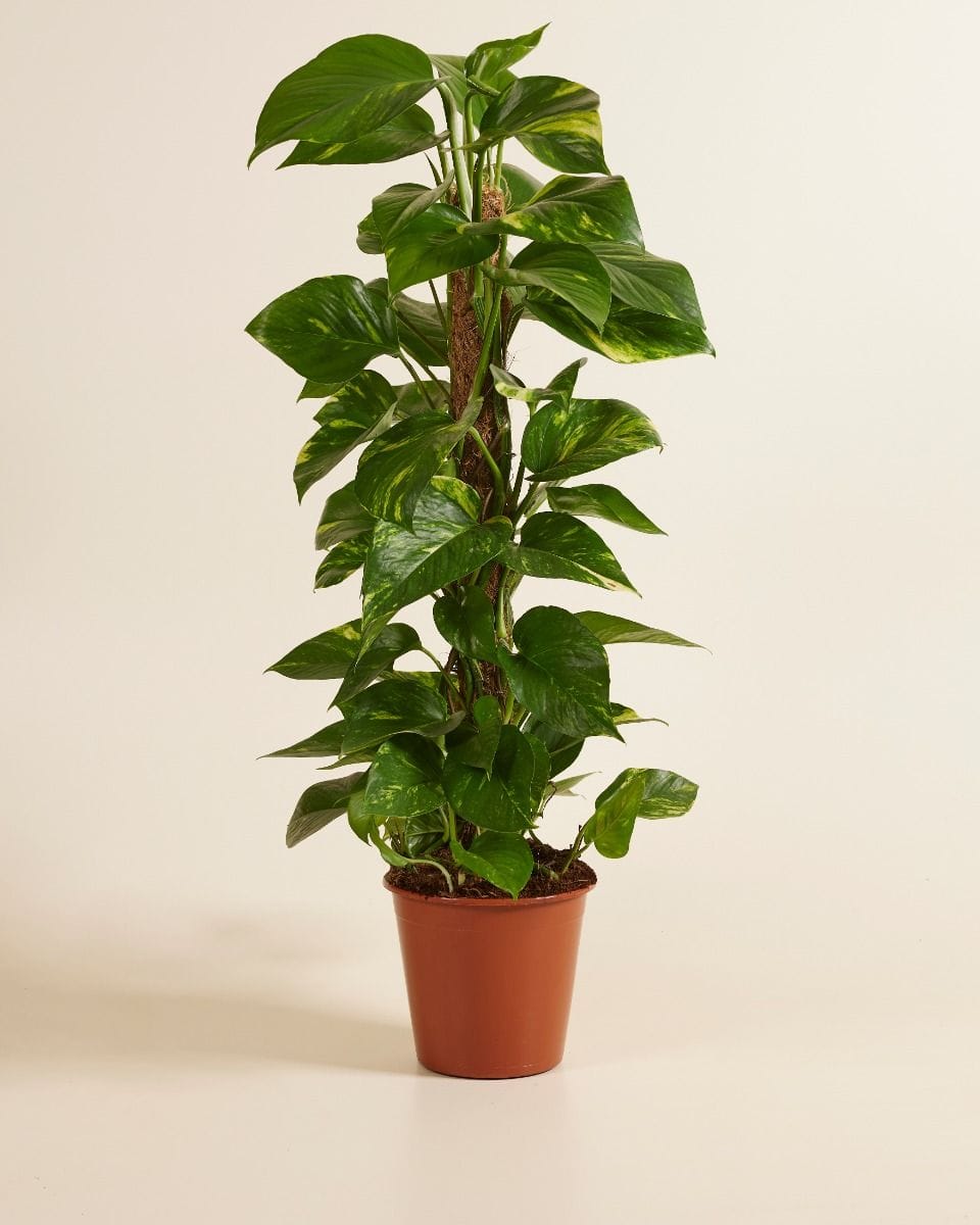 Scindapsus Pothos Epipremnum