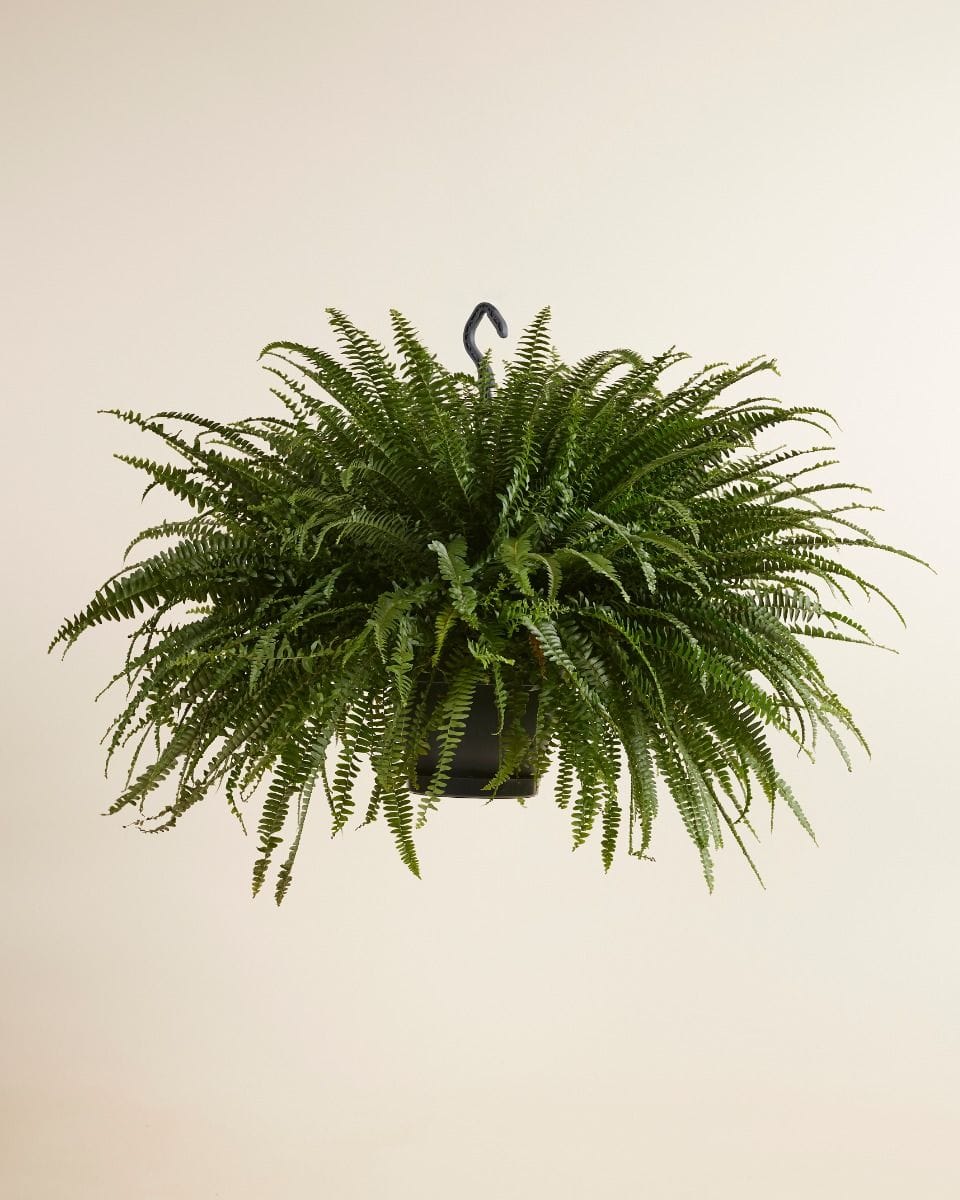 Nephrolepis Exaltata Green Lady