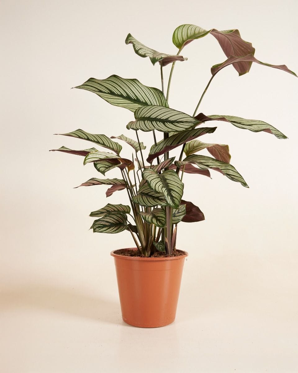 Calathea Peacock Plant White Star