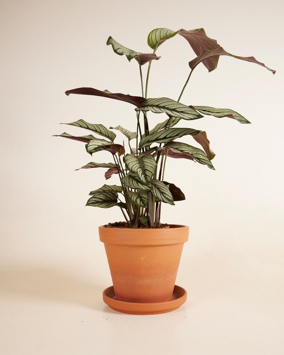 Calathea Peacock Plant White Star