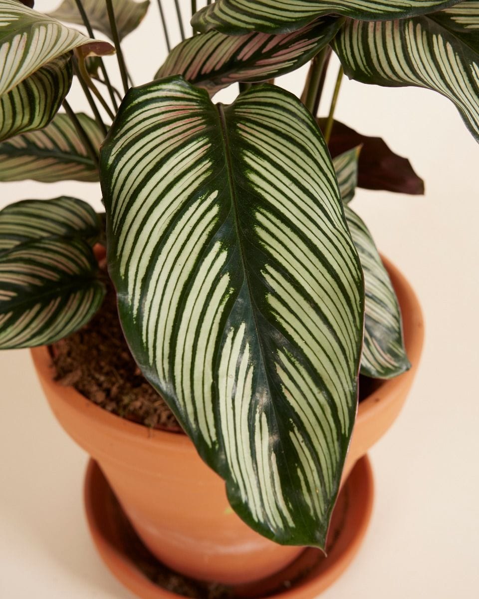 Calathea Peacock Plant White Star