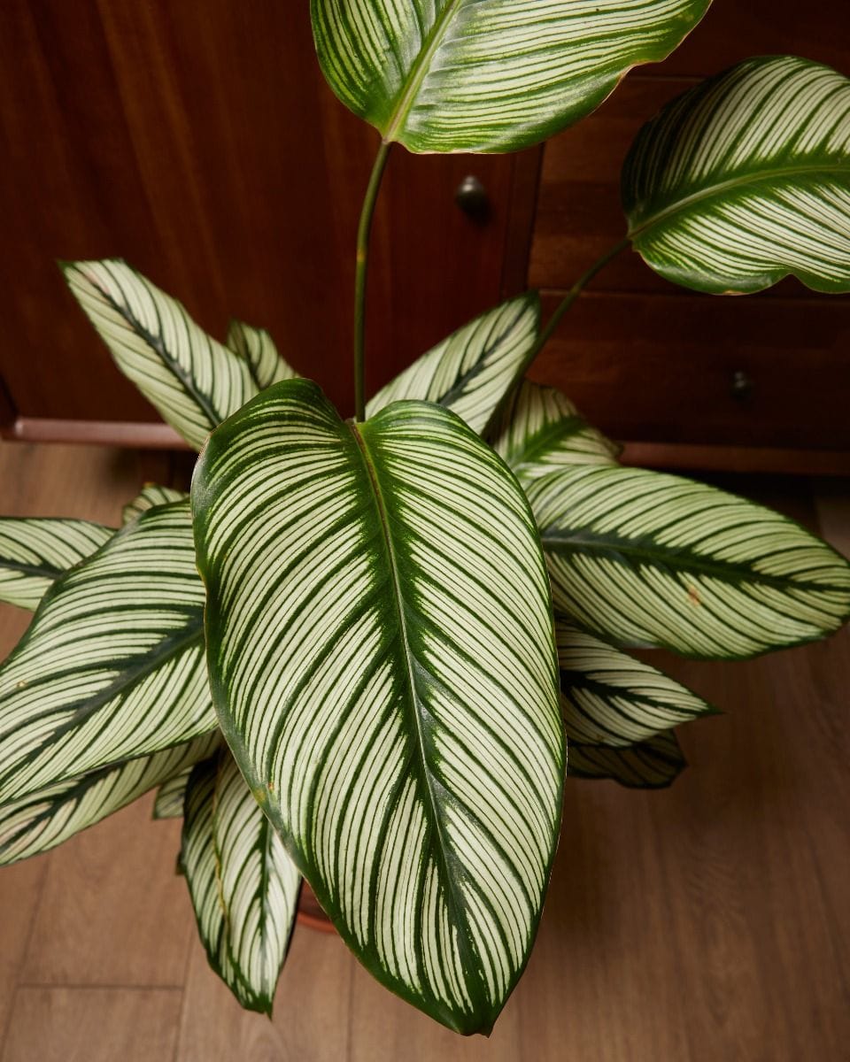 Calathea Peacock Plant White Star