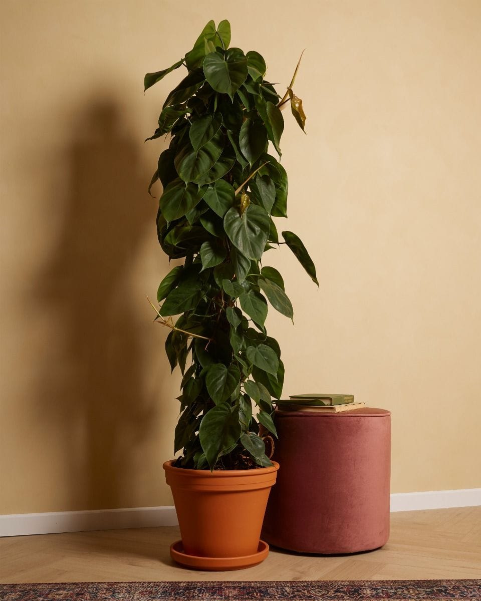 Philodendron Scandens