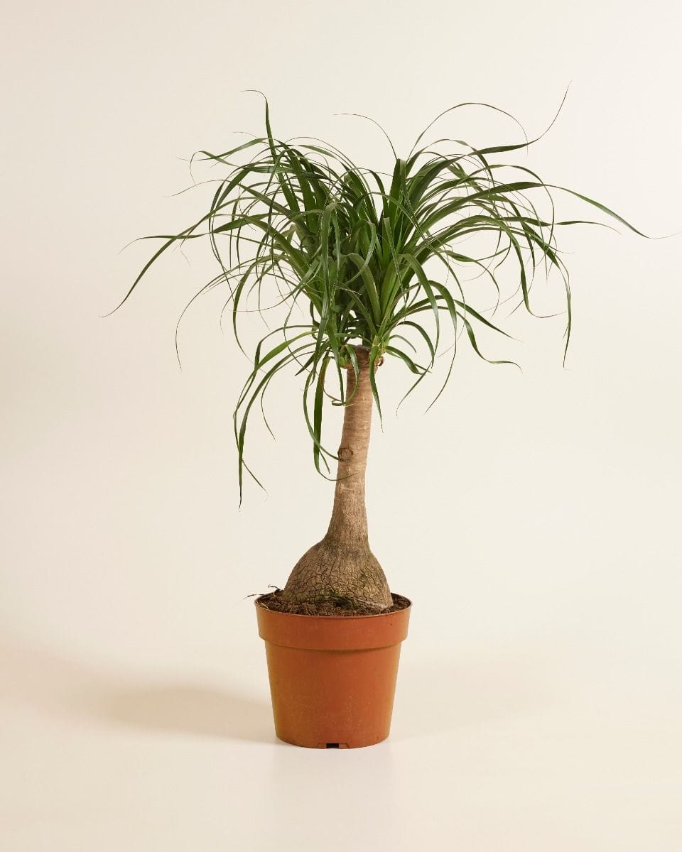Beaucarnea Ponytail Palm Recurvata