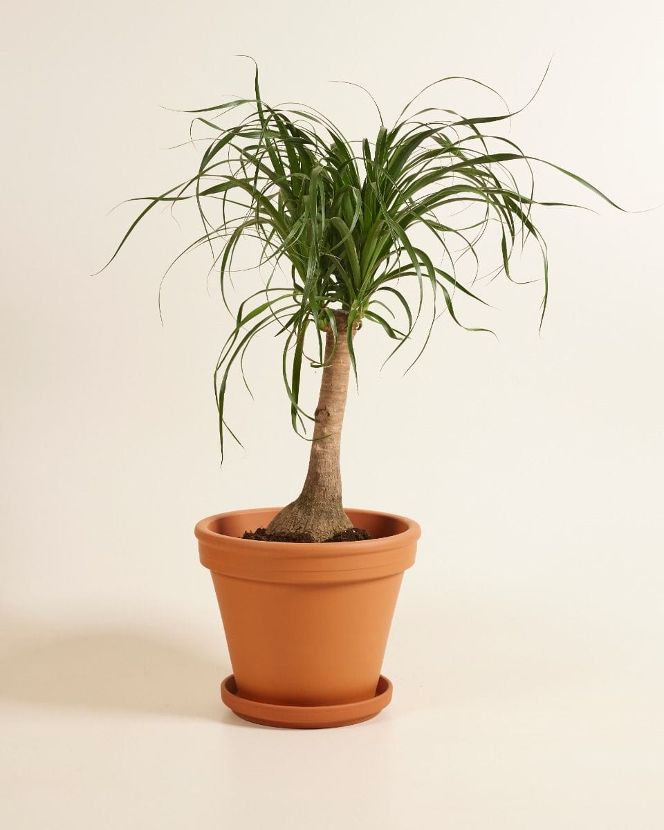 Beaucarnea Ponytail Palm Recurvata