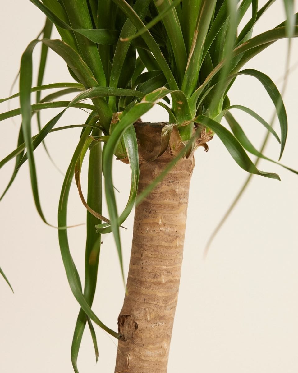 Beaucarnea Ponytail Palm Recurvata
