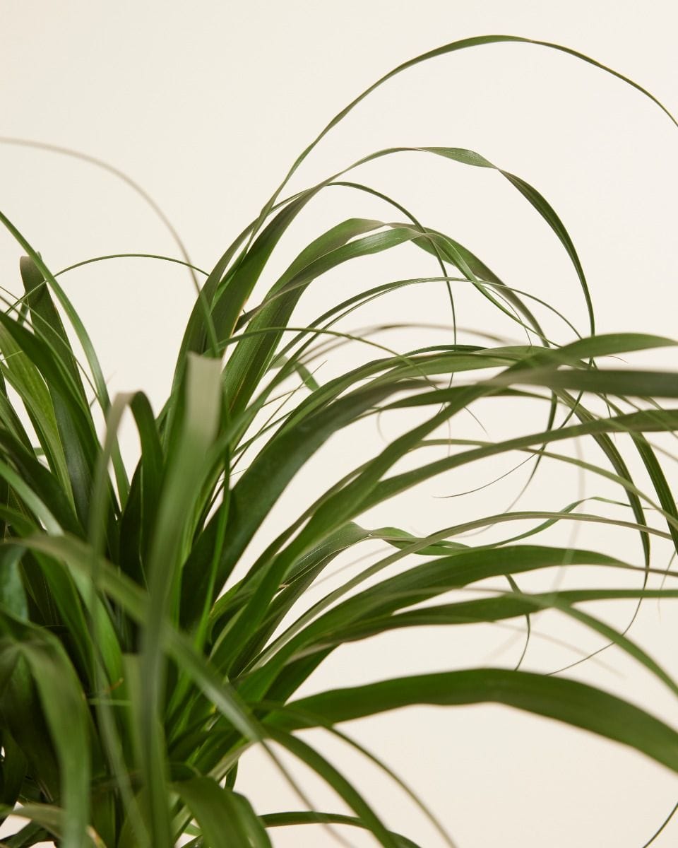 Beaucarnea Ponytail Palm Recurvata