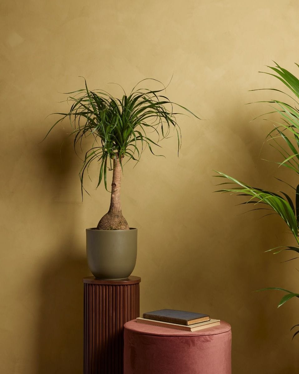 Beaucarnea Ponytail Palm Recurvata