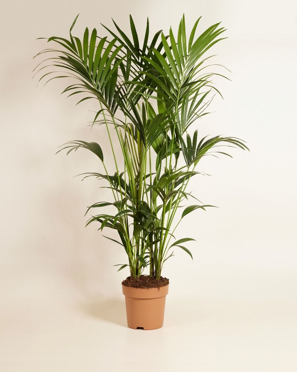 Kentia Howea Forsteriana Golden Cane Palm Kentia Palm