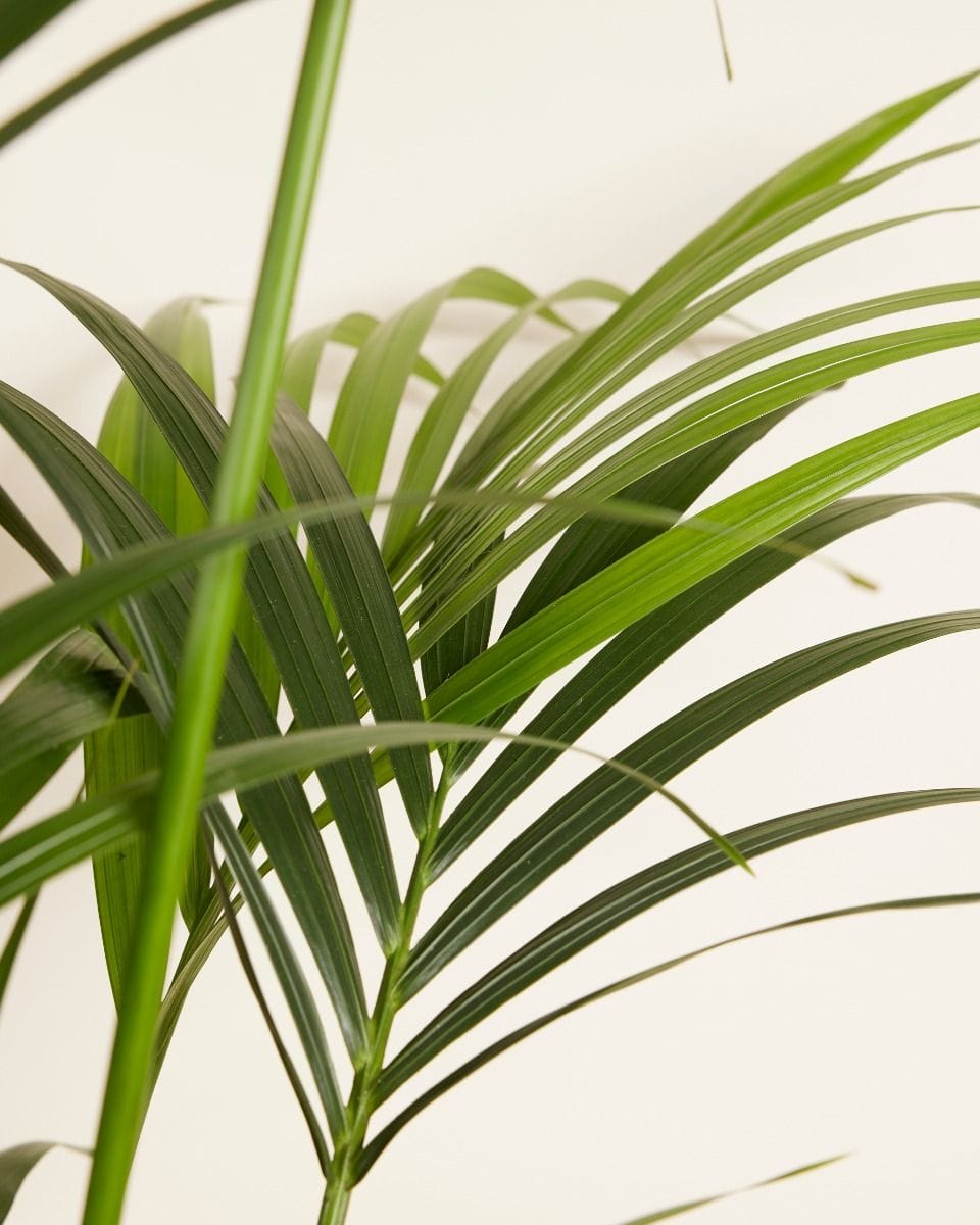 Kentia Howea Forsteriana Golden Cane Palm Kentia Palm