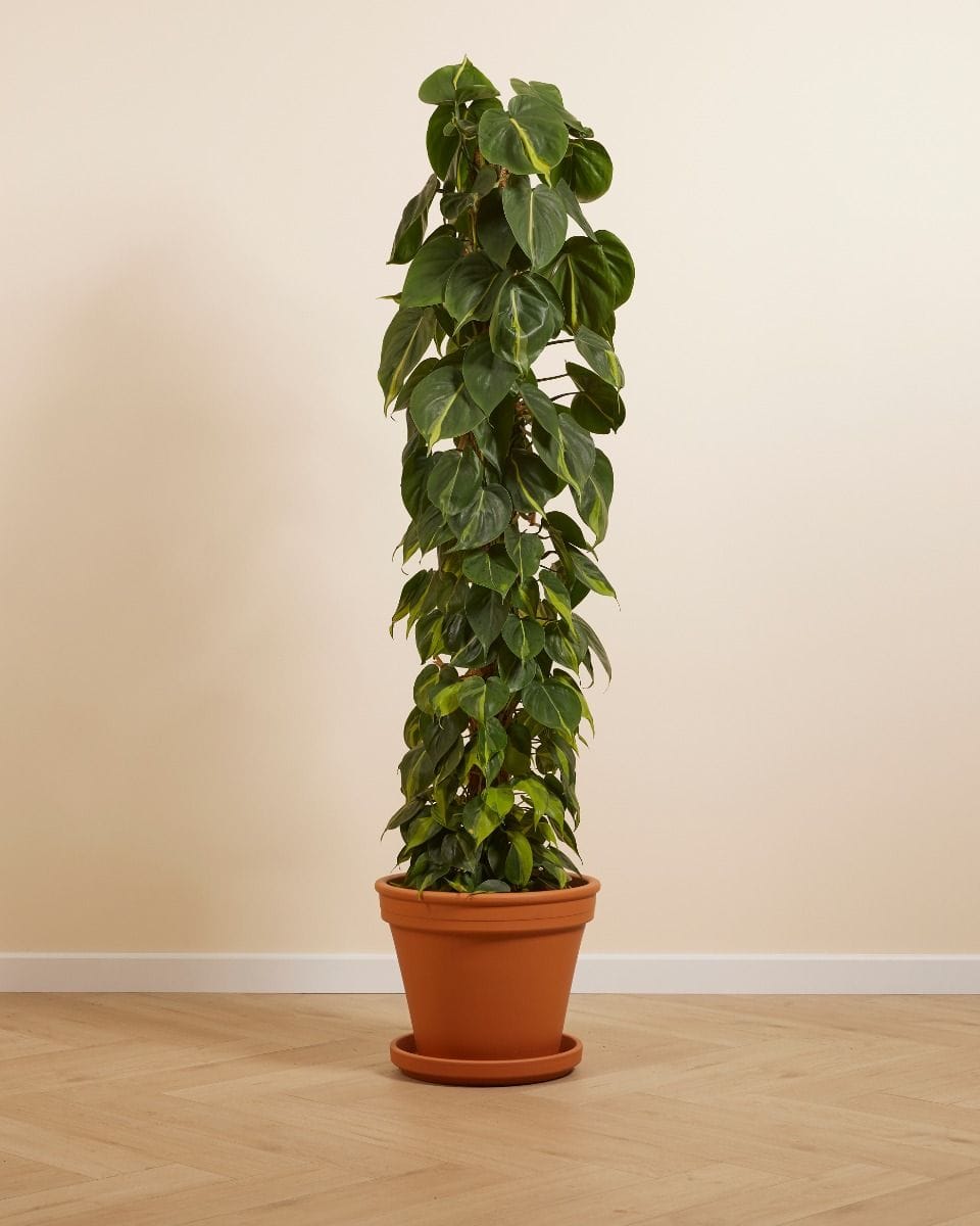 Philodendron Scandens Brasil