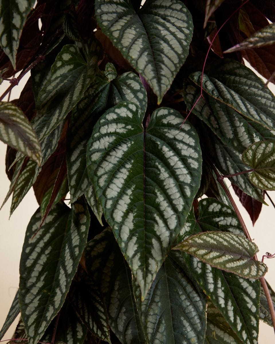 Cissus Discolor