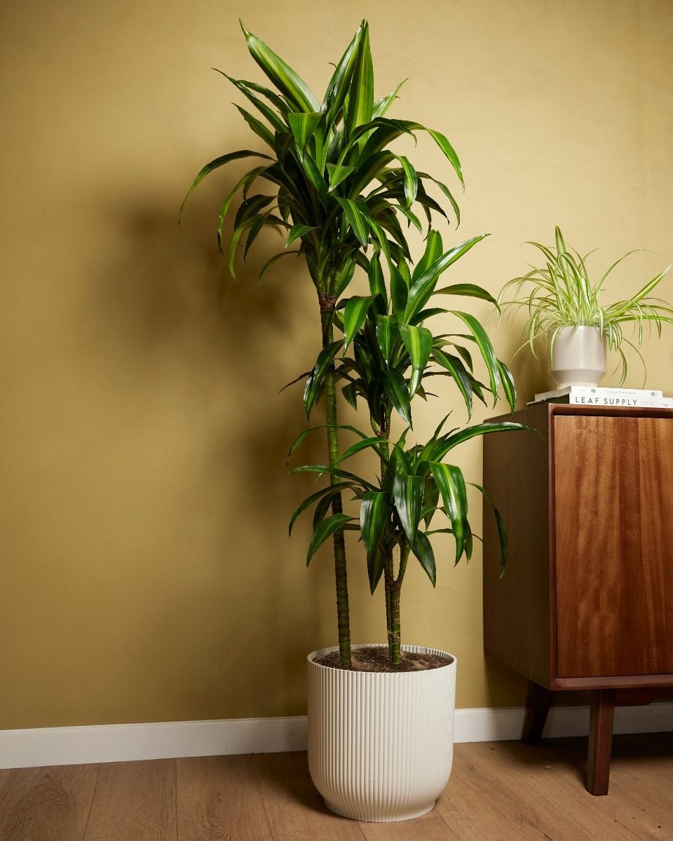 Dracaena Dragon Tree Hawaiian Sunshine