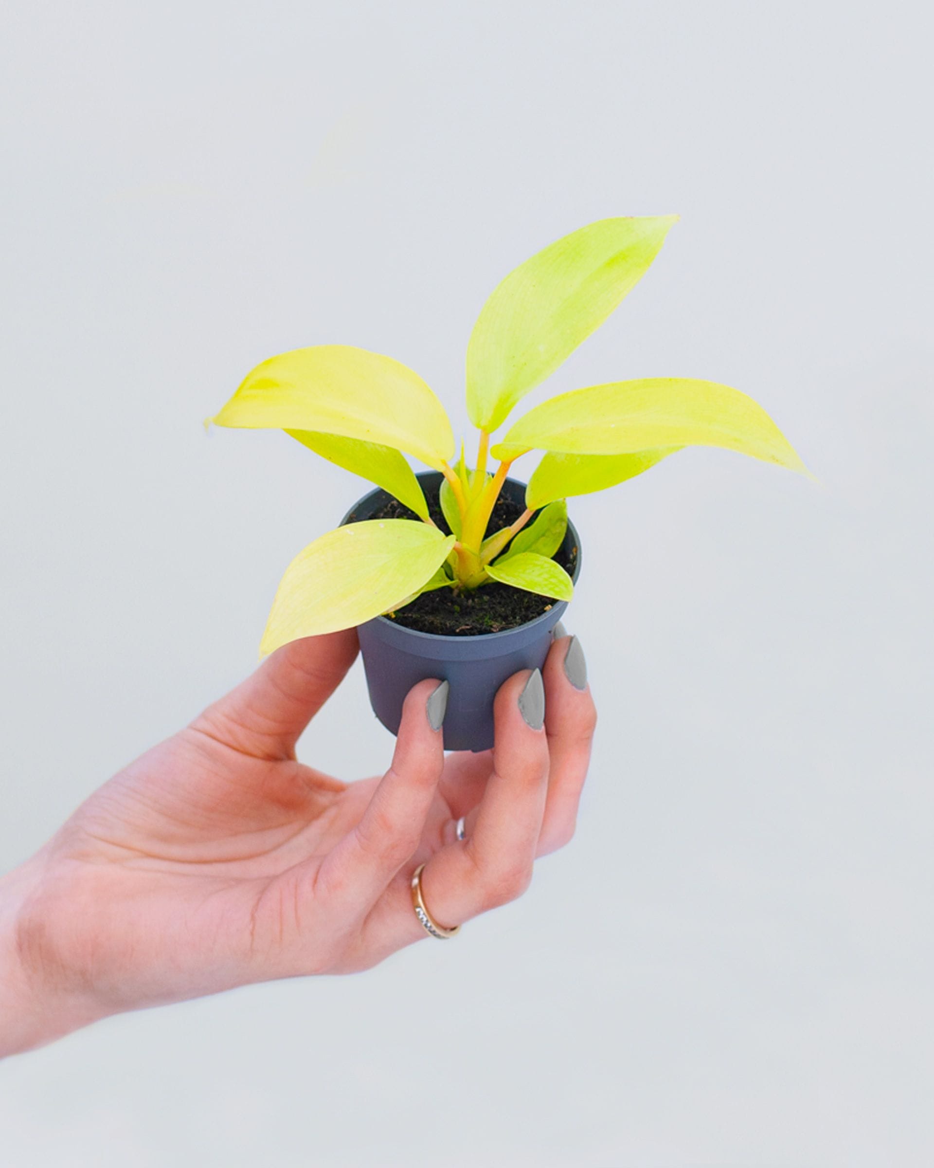 Baby Philodendron Lemon Lime