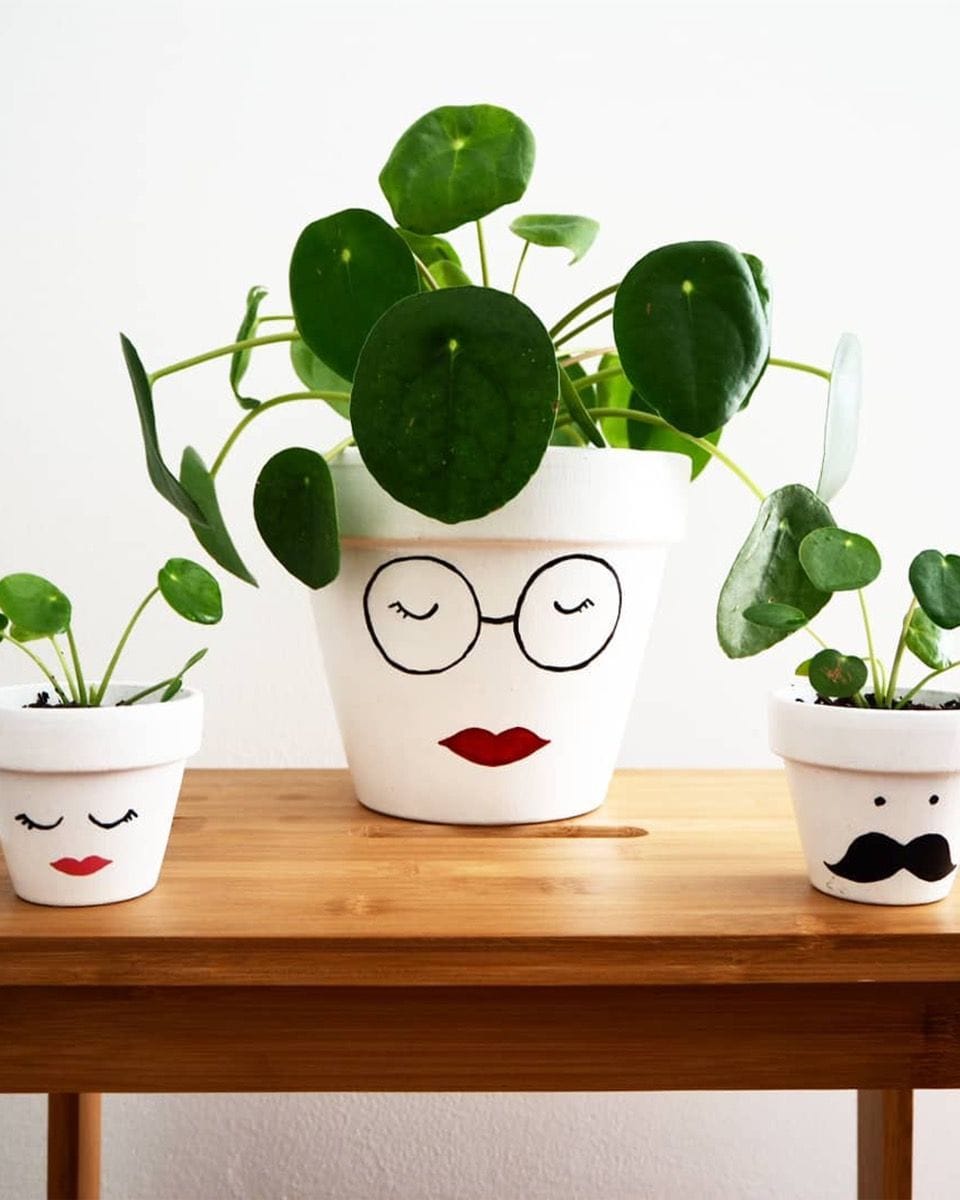Baby Pilea Peperomioides Pancake plant Chinese Money Plant
