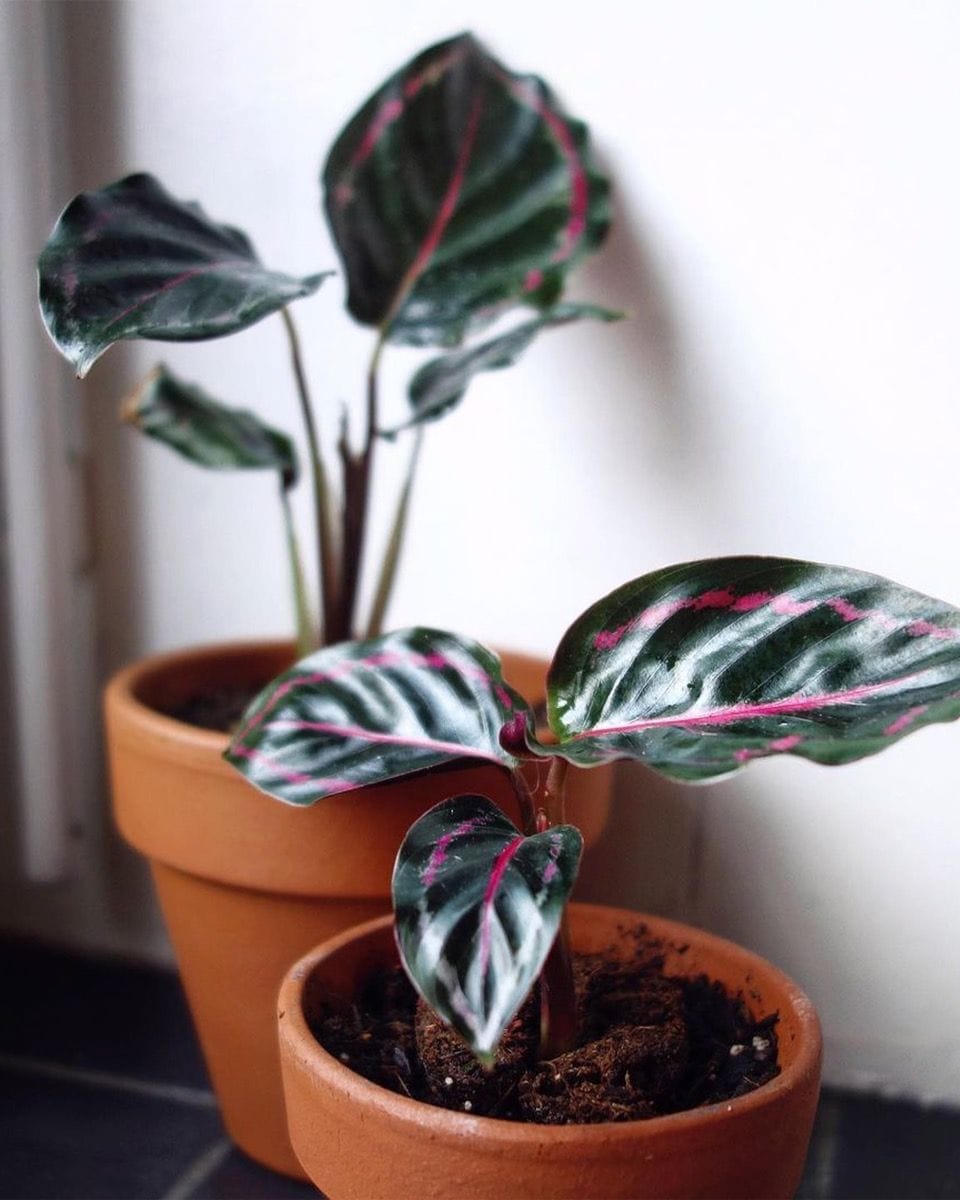 Baby Calathea Prayer plant Medallion