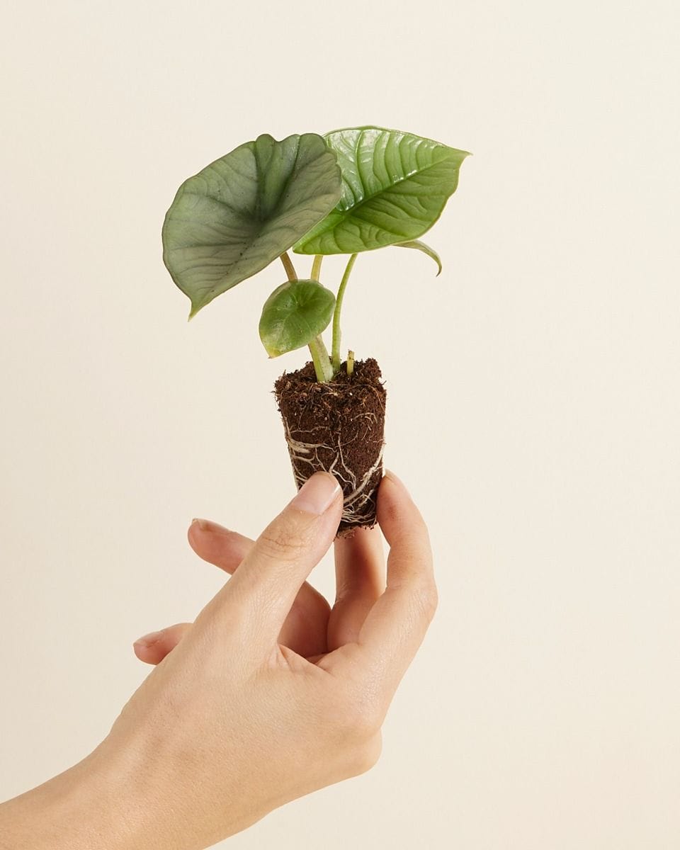 Baby Alocasia Elephant ears Platinum